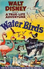 Watch Water Birds (Short 1952) Movie4k