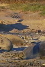 Watch Supergiant Animals Movie4k