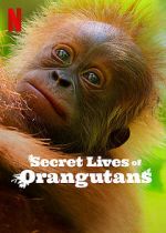 Watch Secret Lives of Orangutans Movie4k