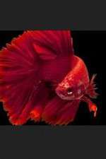 Watch Thailand: Earth's Tropical Paradise Movie4k