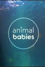 Watch Animal Babies Movie4k